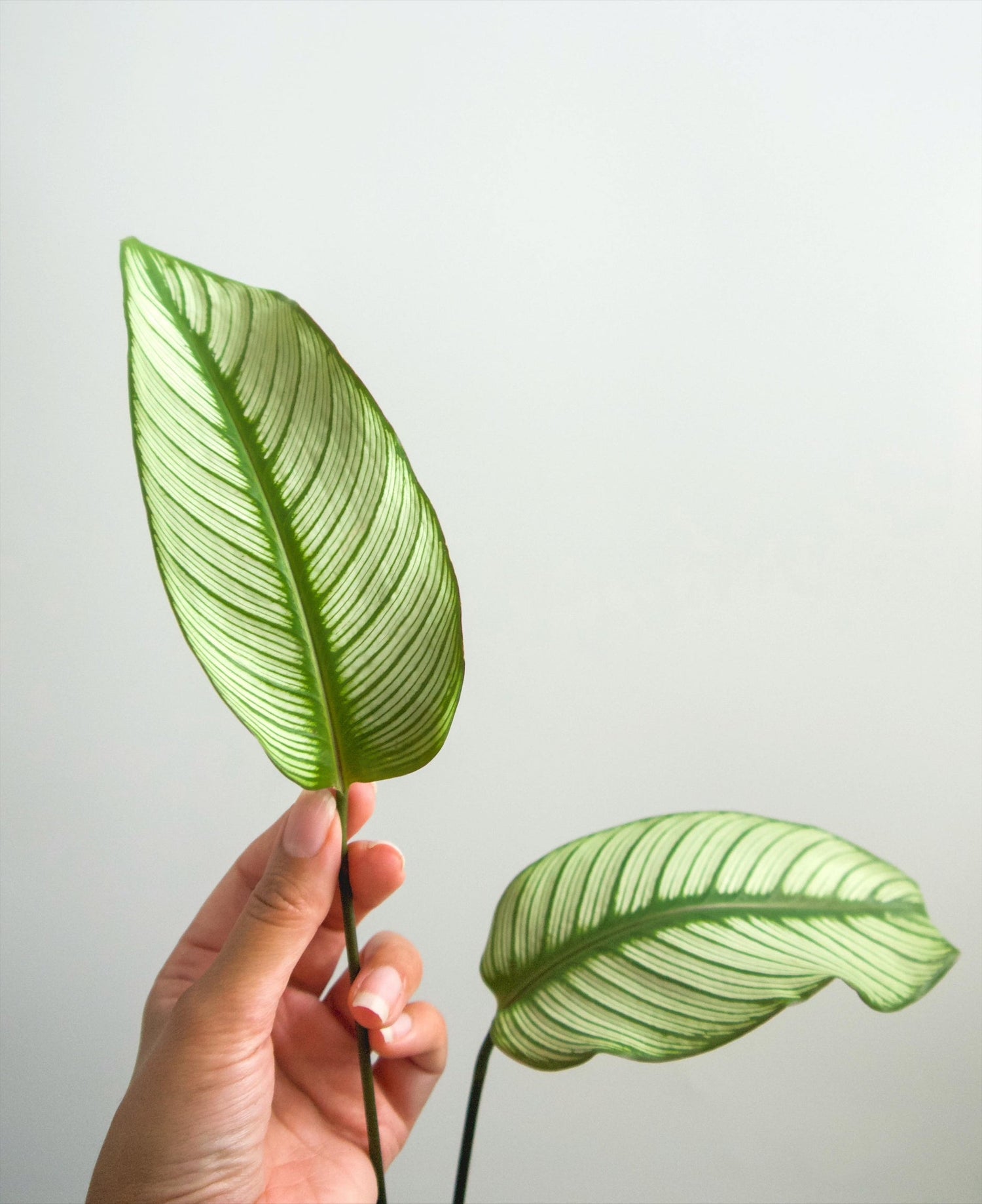 Planties die lucht zuiveren