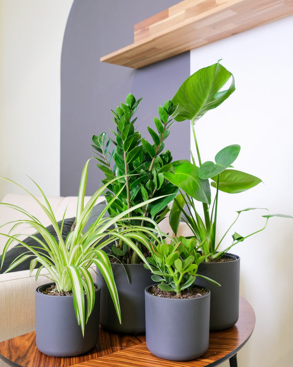 Luchtzuiverende planten