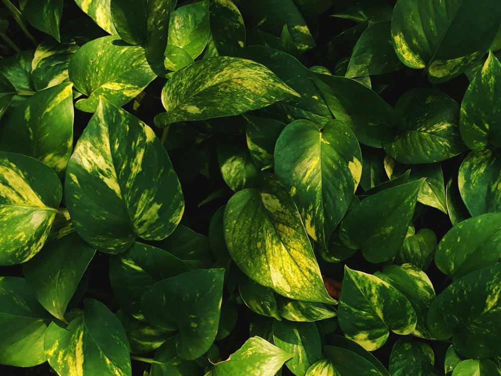 Epipremnum