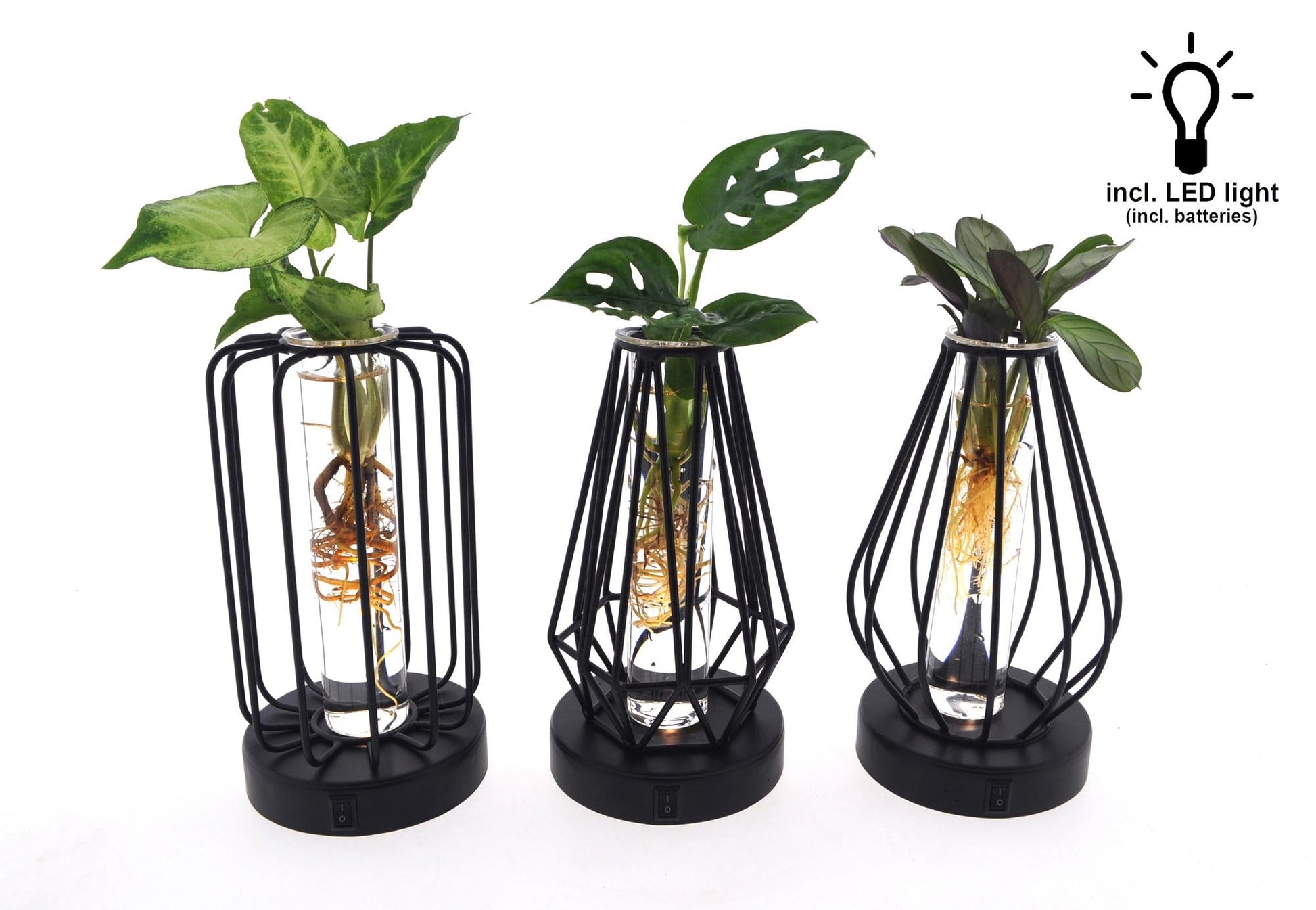 Drie groene kamerplanten in glazen Turijn potjes met brandende LED-verlichting. De glazen zijn 7 centimeter breed en de planten zijn 20 centimeter hoog.