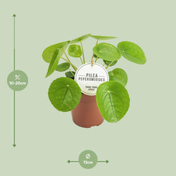 Afmetingen van de Pilea pannenkoekplant voor indirect licht of halfschaduw - hoogte 20cm en potmaat Ø13cm.