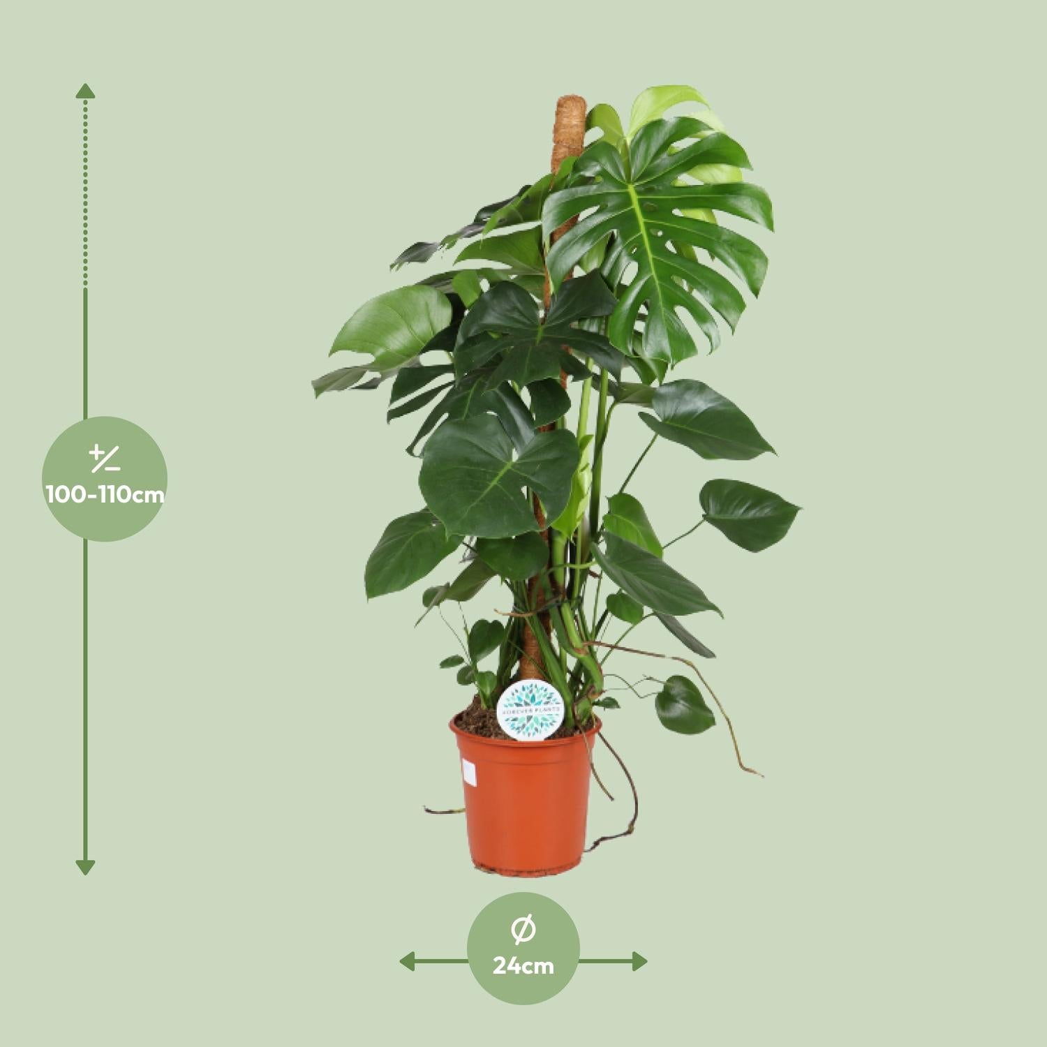 Afmetingen van gatenplant Maria op mosstok: hoogte 110cm en potmaat 24cm