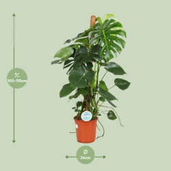 Afmetingen van gatenplant Maria op mosstok: hoogte 110cm en potmaat 24cm