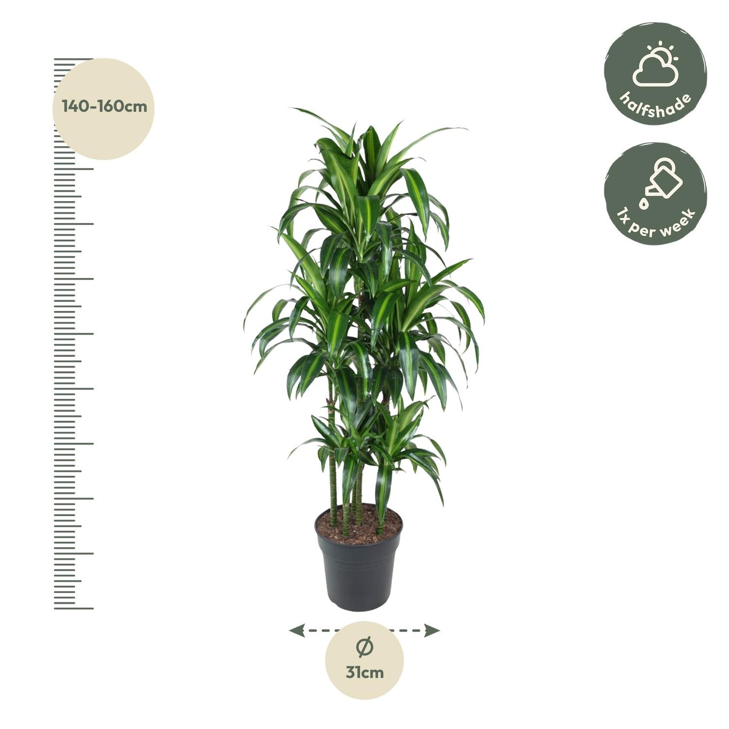 Afmetingen Dracaena Hawaiian Carrousel Felix: hoogte 150cm potmaat 31cm