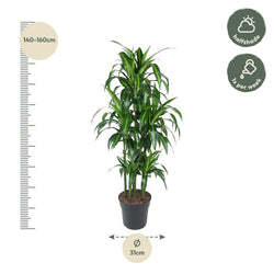 Afmetingen Dracaena Hawaiian Carrousel Felix: hoogte 150cm potmaat 31cm