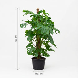 Afmetingen van de grote gatenplant Maria XL: hoogte 150cm en potmaat 27cm