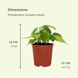 Afmetingen Philodendron Brasil Ria: hoogte 15cm en potmaat 12cm per plant