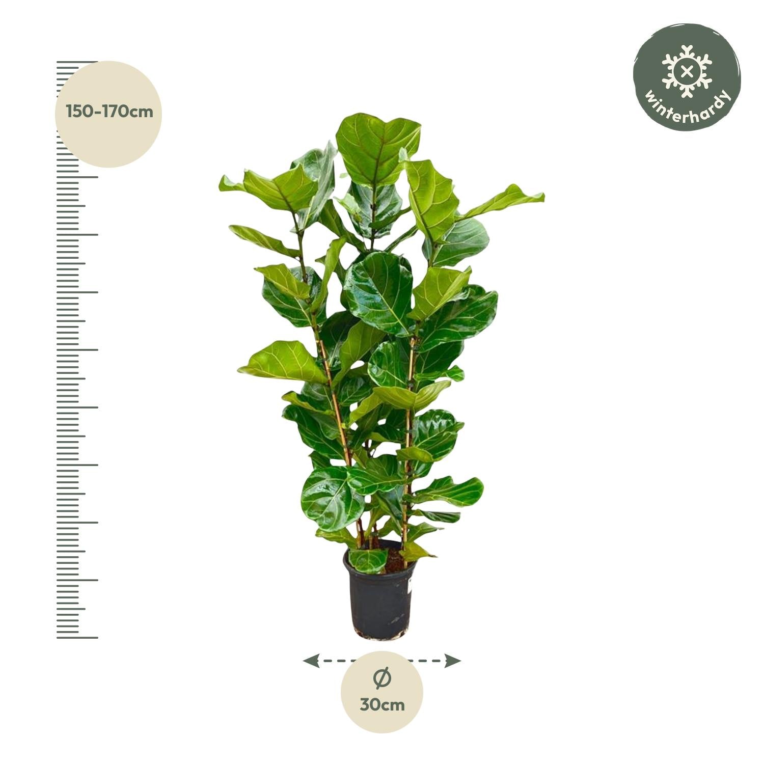 Afmetingen Ficus lyrata Philippe: hoogte 160cm potmaat 30cm