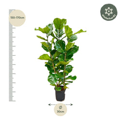 Afmetingen Ficus lyrata Philippe: hoogte 160cm potmaat 30cm