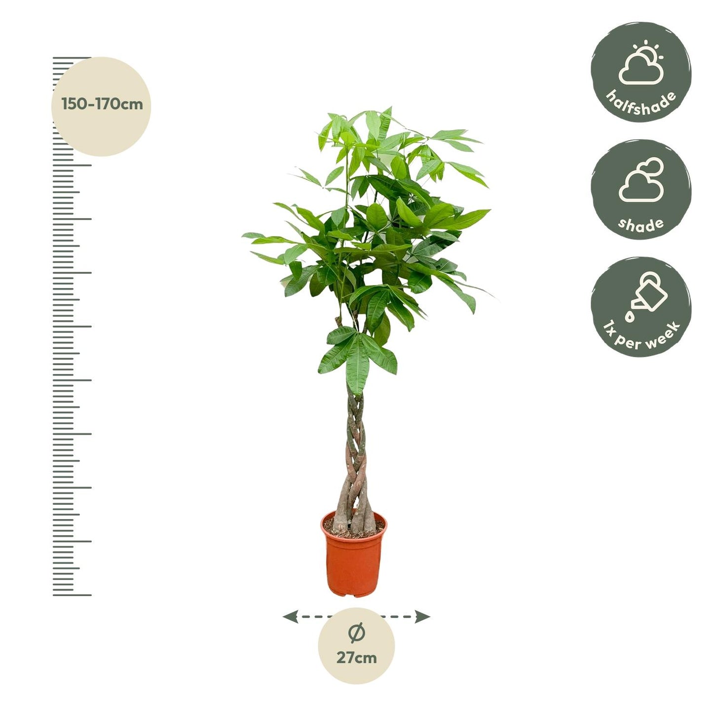 Afmetingen Pachira aquatica Pablo: hoogte 160cm potmaat 27cm