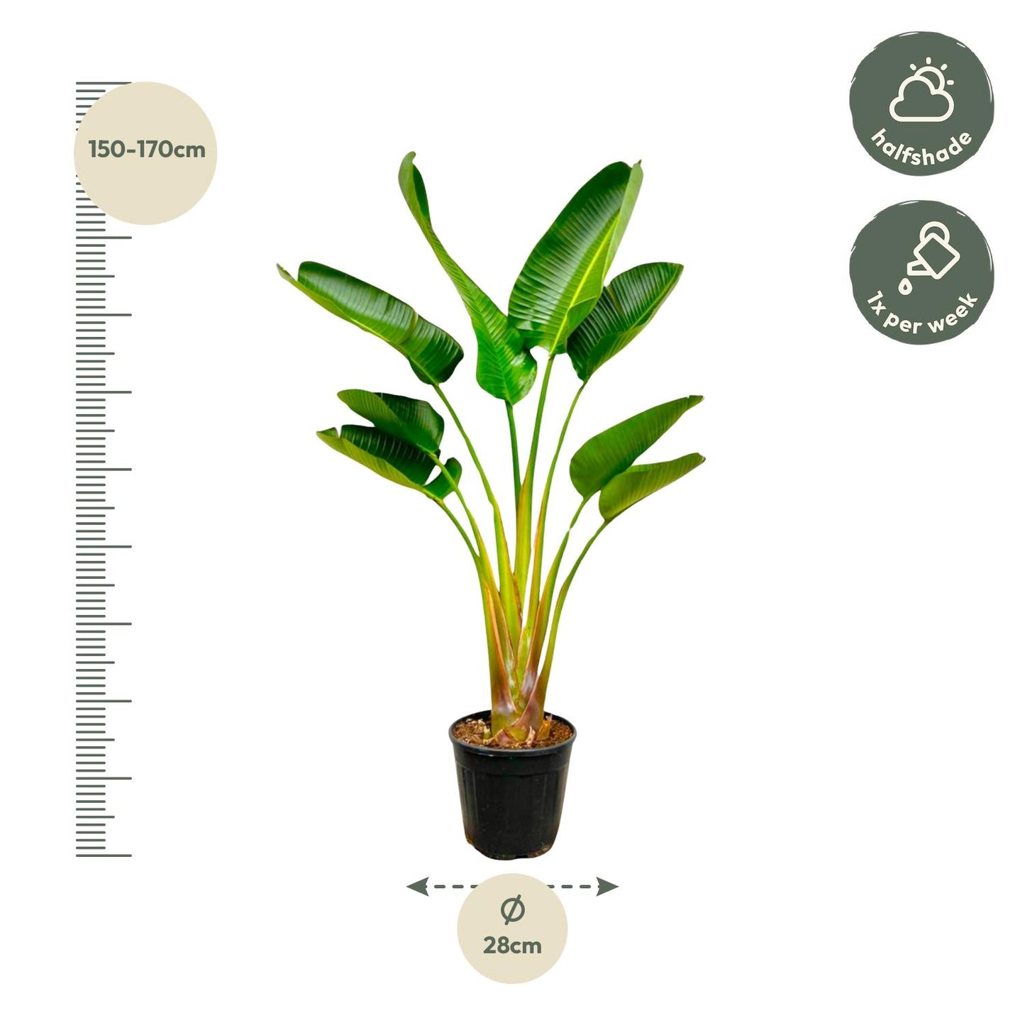 Afmetingen Strelitzia augusta Xavi: hoogte 160cm potmaat 28cm