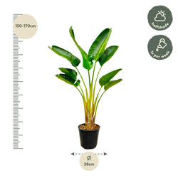 Afmetingen Strelitzia augusta Xavi: hoogte 160cm potmaat 28cm
