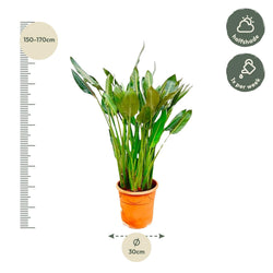 Afmetingen Strelitzia reginae Floor: hoogte 160cm potmaat 30cm