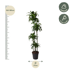Afmetingen Dracaena Dorado Ruurd: hoogte 170cm potmaat 27cm