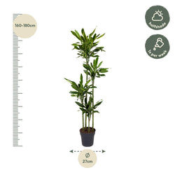 Afmetingen Dracaena Golden Coast Lodewijk: hoogte 170cm potmaat 27cm