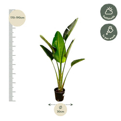 Afmetingen-hoogte-180cm-Strelitzia-augusta-Xavi-30cm-pot