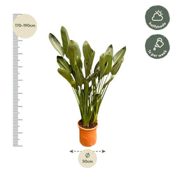Afmetingen Strelitzia reginae Floor: hoogte 180cm potmaat 50cm