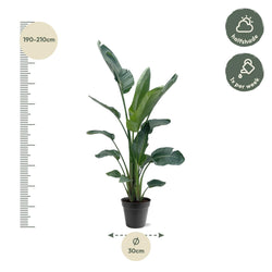 Afmetingen Strelitzia nicolai Nico: hoogte 200cm potmaat 30cm