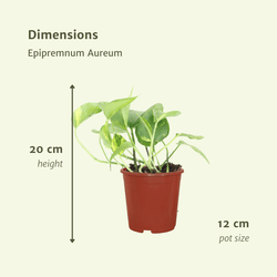 Afmetingen per Juul uit de set van 4: hoogte 20cm en potmaat 12cm