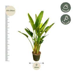 Afmetingen Strelitzia augusta Xavi: hoogte 225cm potmaat 32cm