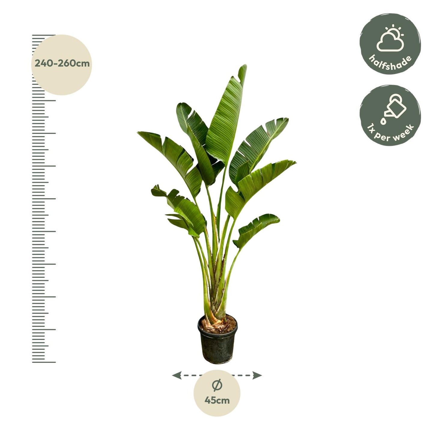 Afmetingen Strelitzia augusta Xavi: hoogte 250cm potmaat 45cm XXL formaat