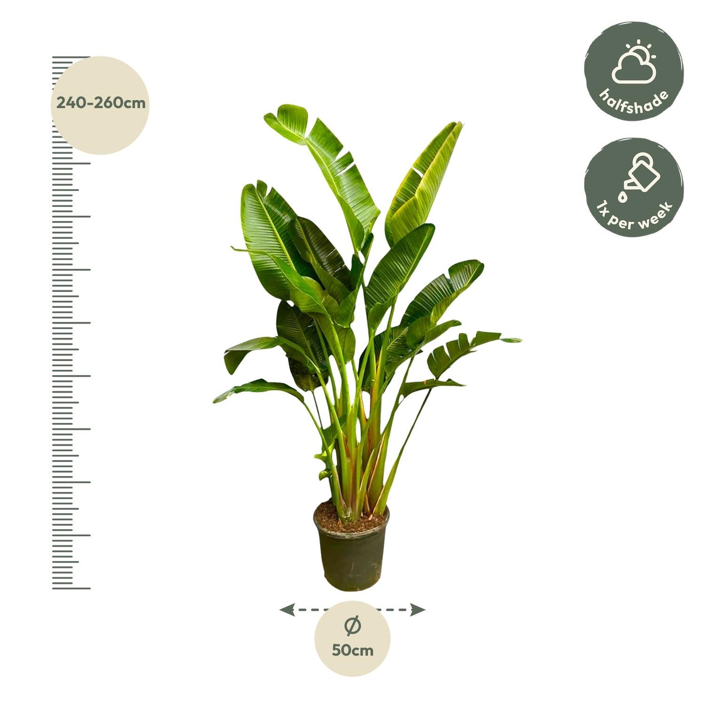 Afmetingen Strelitzia augusta Xavi: hoogte 250cm potmaat 50cm XXL