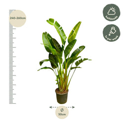 Afmetingen Strelitzia augusta Xavi: hoogte 250cm potmaat 50cm XXL