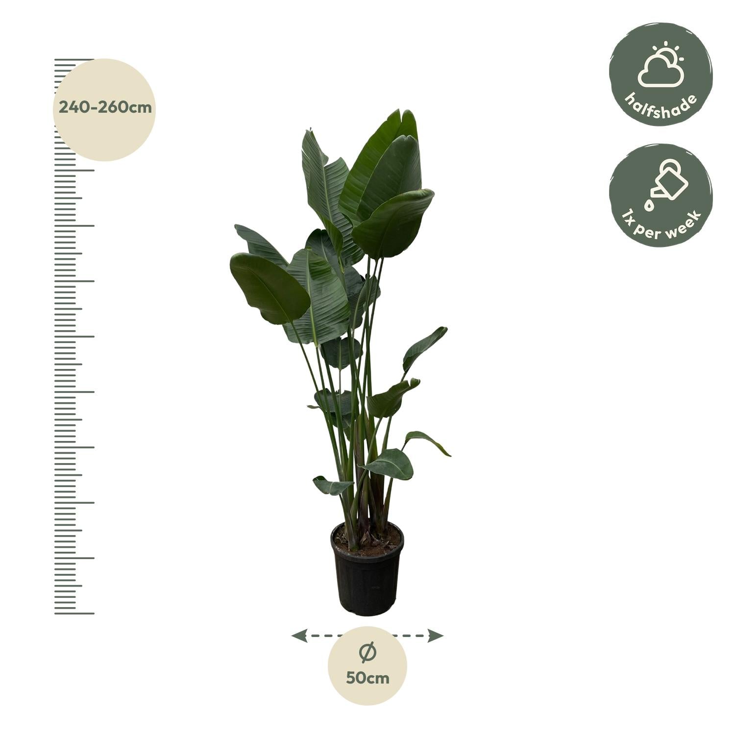 Afmetingen Strelitzia nicolai Nico: hoogte 250cm potmaat 50cm XXL