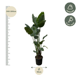 Afmetingen Strelitzia nicolai Nico: hoogte 250cm potmaat 50cm XXL