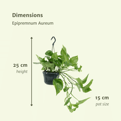 Afmetingen per Juul hangplant uit de set: hoogte 25cm en breedte 15cm