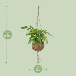Afmetingen van Becky in kokosnoot: hoogte 25cm en breedte 15cm