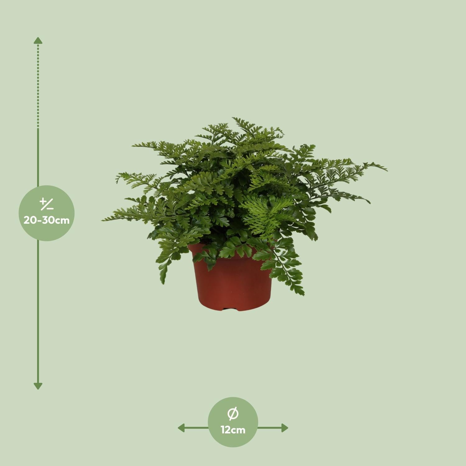 Afmetingen van de Asplenium varen Jules: hoogte 25cm en potmaat 12cm