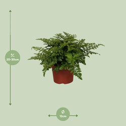 Afmetingen van de Asplenium varen Jules: hoogte 25cm en potmaat 12cm