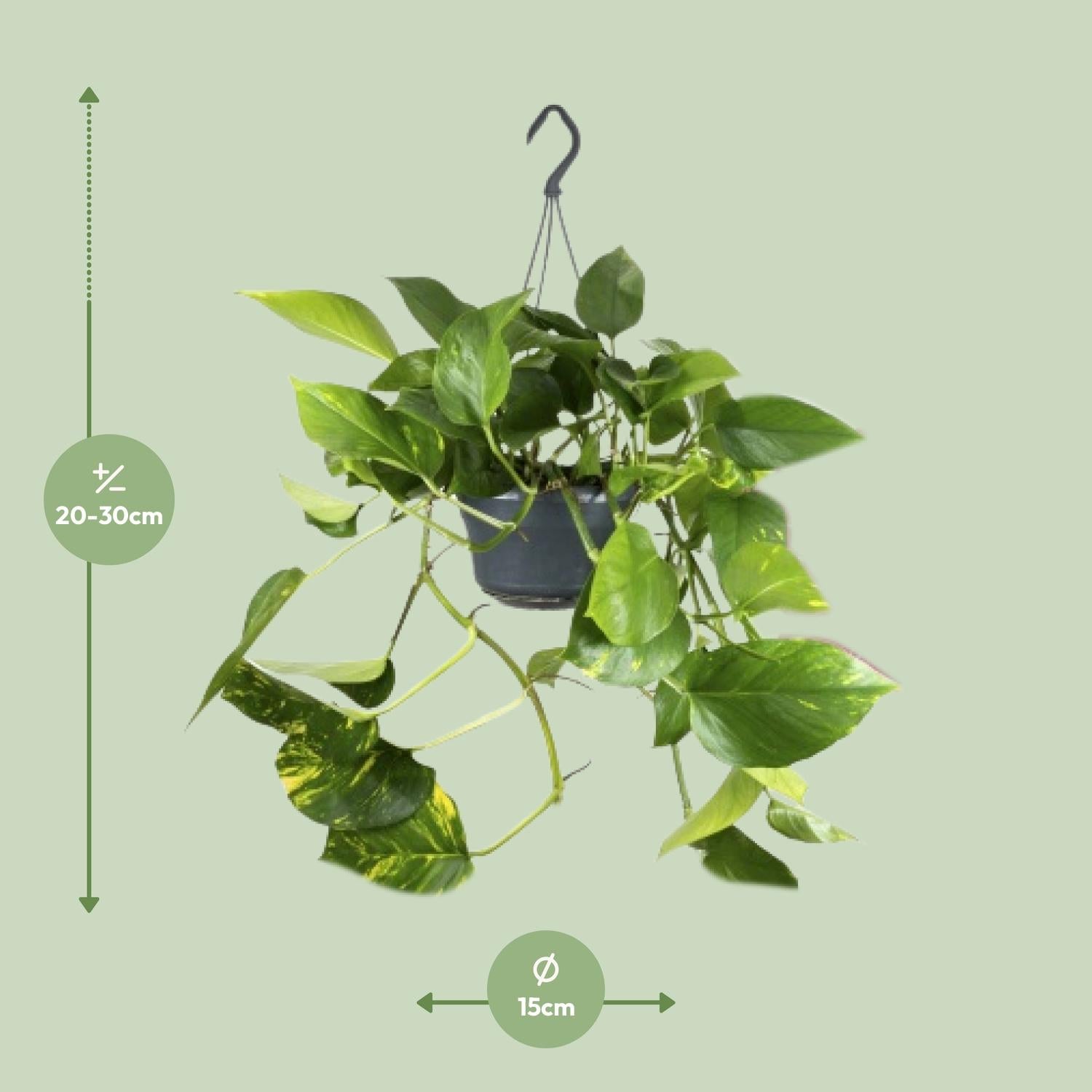 Afmetingen van de hangplant Juul: hoogte 30cm en breedte 15cm