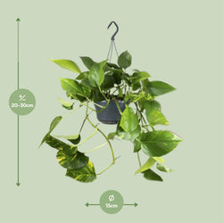 Afmetingen van de hangplant Juul: hoogte 30cm en breedte 15cm