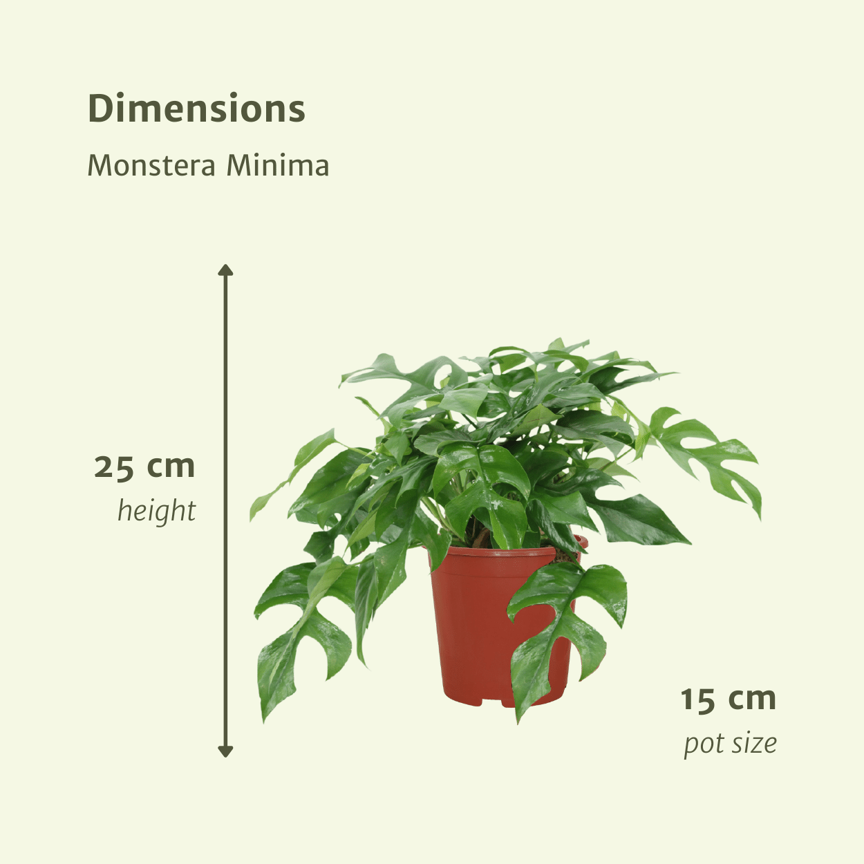 Afmetingen van de Monstera minima Becky set: hoogte 30cm en breedte 15cm