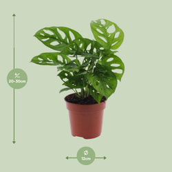 Afmetingen van Monkey Mask Benjamin: hoogte 30cm en potmaat 12cm