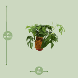 Afmetingen Monstera minima Becky: hoogte 30cm en potmaat 12cm
