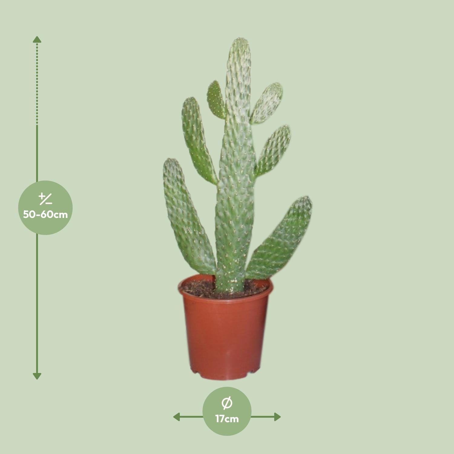 Afmetingen Opuntia consolea Sebastián: hoogte 40cm potmaat 17cm