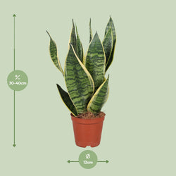 Afmetingen Sansevieria Futura Superba Edson: hoogte 40cm potmaat 12cm