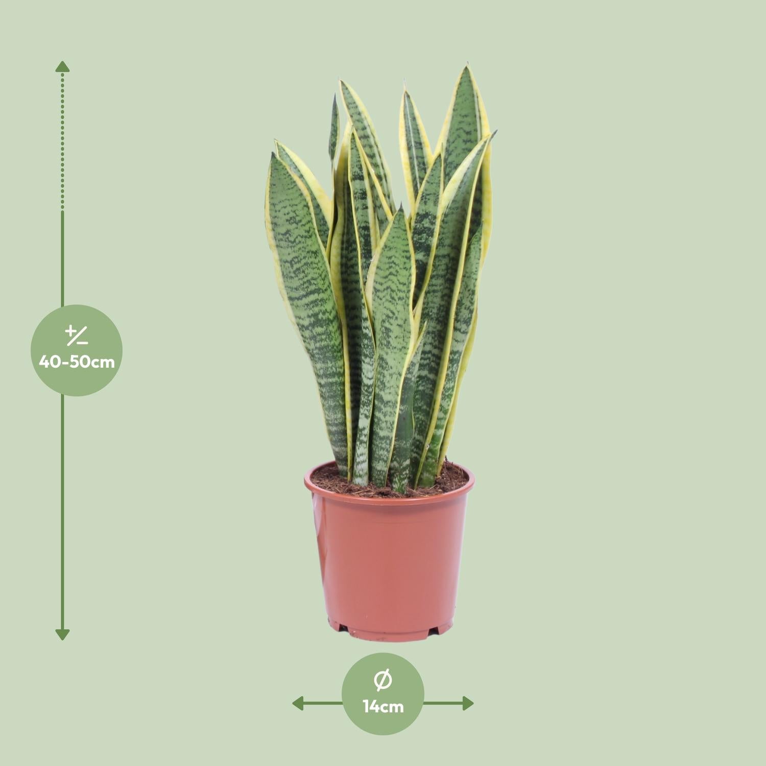 Afmetingen Sansevieria Laurentii Laurent: hoogte 40cm potmaat 14cm