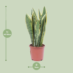 Afmetingen Sansevieria Laurentii Laurent: hoogte 40cm potmaat 14cm