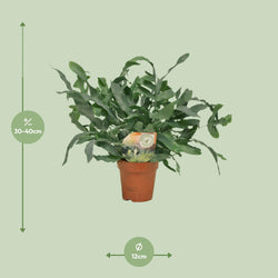 Afmetingen compacte Blauwvaren Evie: hoogte 40cm en potmaat 12cm