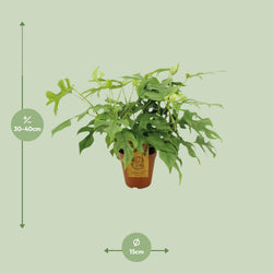 Afmetingen van de Monstera minima Bekky: hoogte 40cm en potmaat 15cm