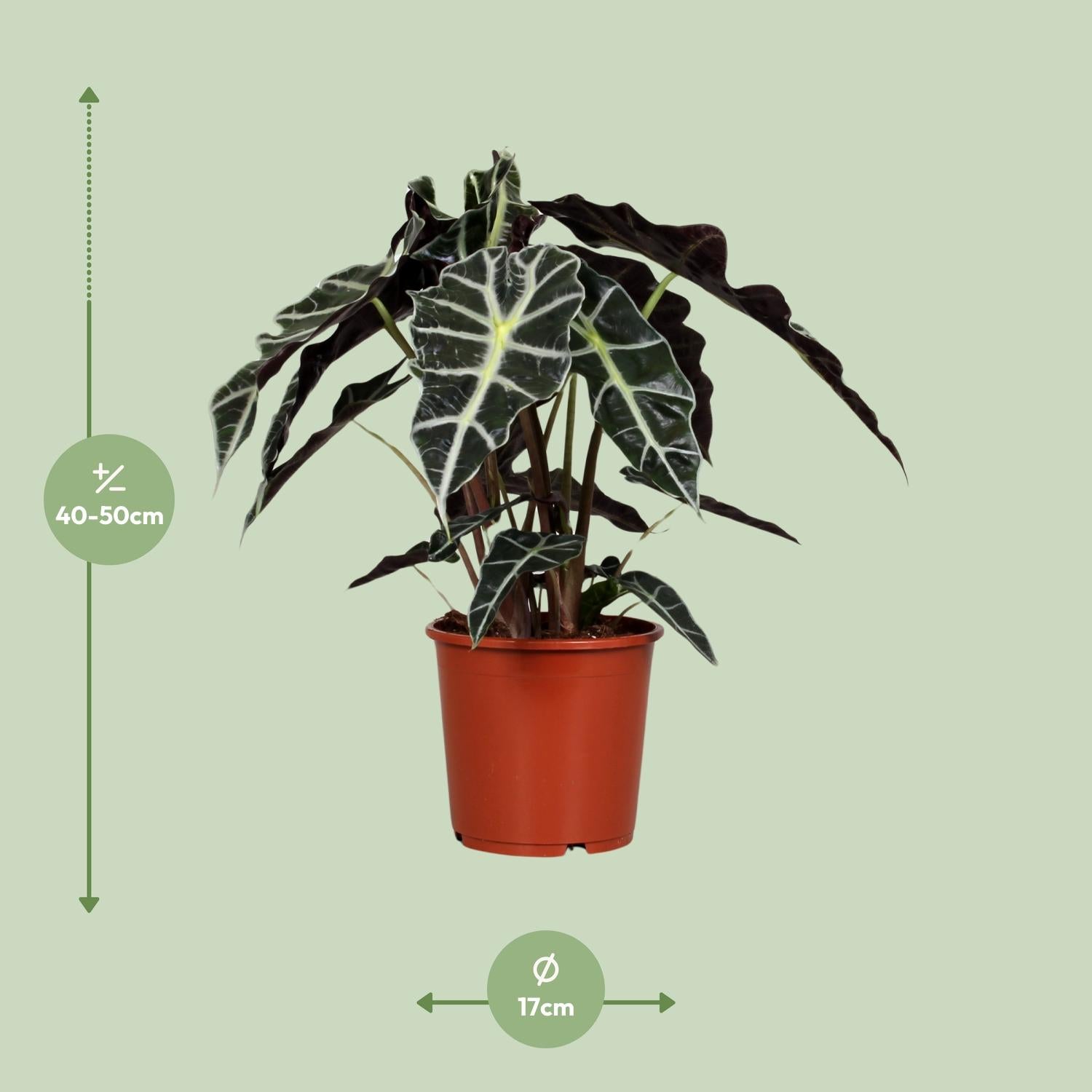 Afmetingen Alocasia Polly: hoogte 50cm potmaat 17cm