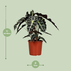Afmetingen Alocasia Polly: hoogte 50cm potmaat 17cm