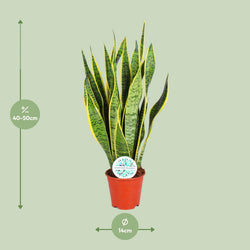 Afmetingen Sansevieria Laurentii Laurent: hoogte 50cm potmaat 14cm