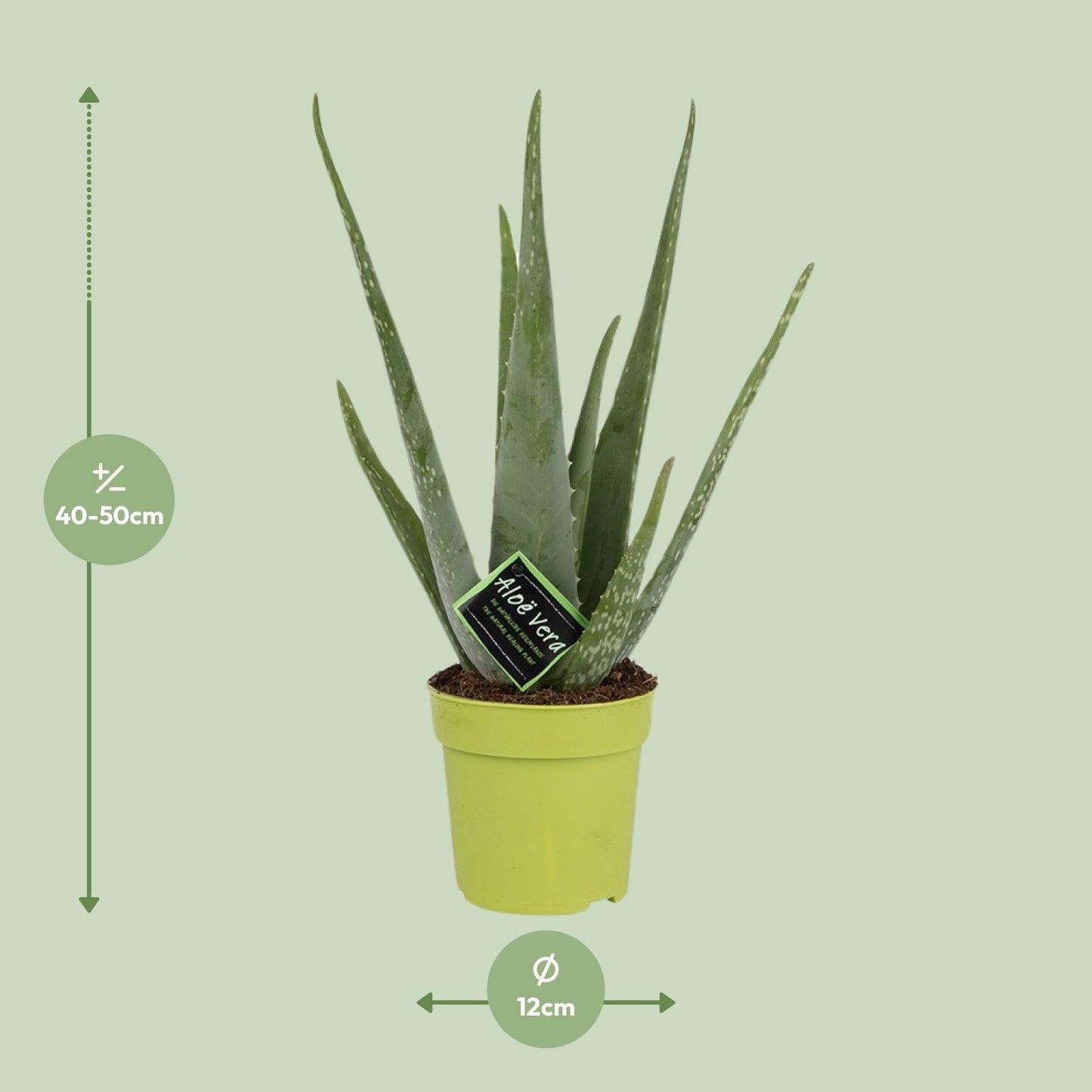 Afmetingen van de Aloe vera Vera: hoogte 50cm en potmaat 12cm