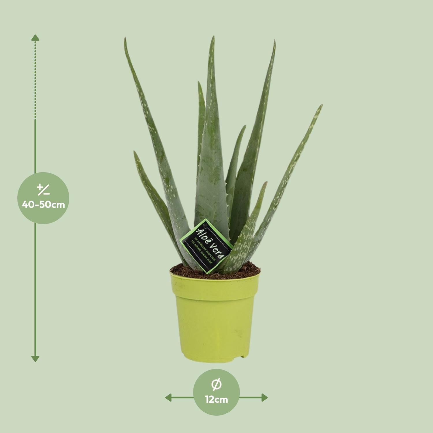 Afmetingen van de Aloe vera Vera: hoogte 50cm en potmaat 12cm
