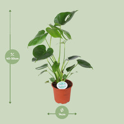 Afmetingen van de gatenplant Maria: hoogte 50cm en potmaat 14cm